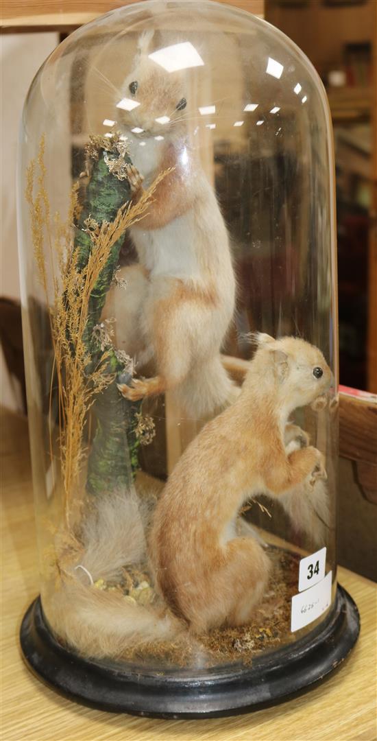 A red squirrels taxidermic group, under dome height 44cm